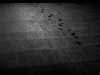 20101129-1