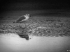 20110102-1
